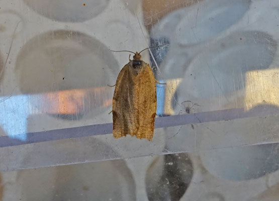 Choristoneura hebenstreitella - Reuzenbladroller