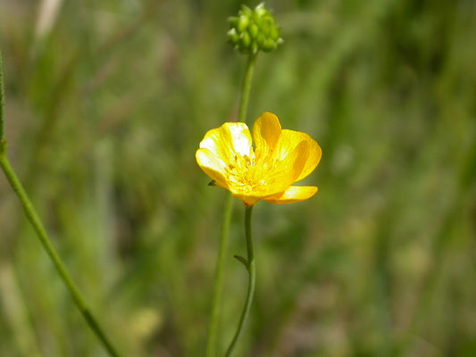 Ranunculus acris - Scherpe boterbloem