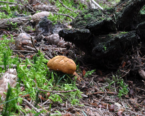 Buchwaldoboletus lignicola - Houtboleet