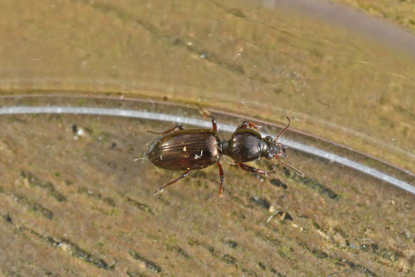Dyschirius thoraricus - Zandgravertje