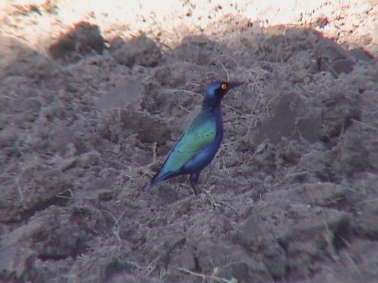 Lamprotornis purpureus - Purple Glossy-Starling