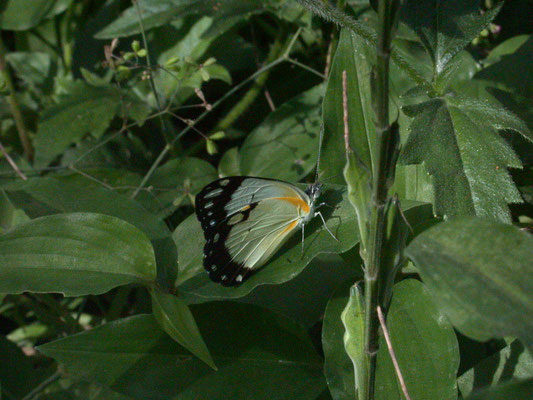 Appias epaphia