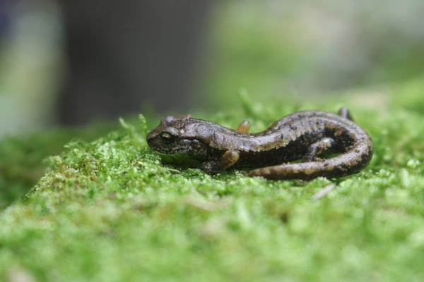 Speleomantes italicus, foto Ruud