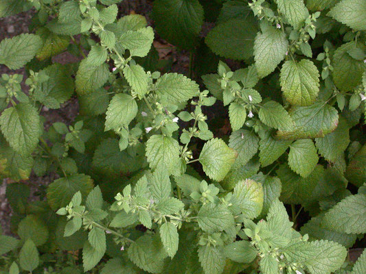 Melissa officinalis - Citroenmelisse