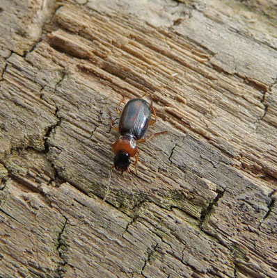 Badister bullatus