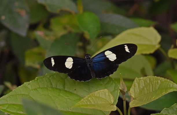Heliconius sara sara