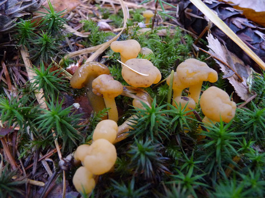 Leotia lubrica - Groene glibberzwam