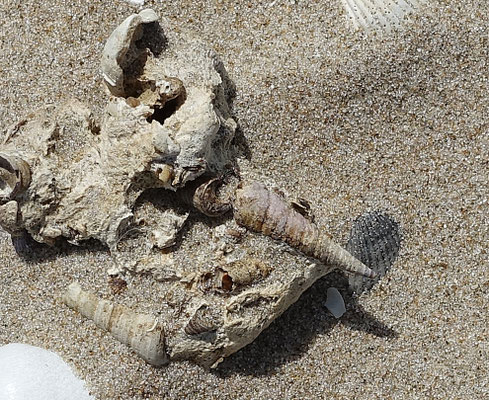 Maoricolpus roseus