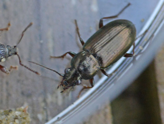 Pogonus littoralis - Strandzoutloper