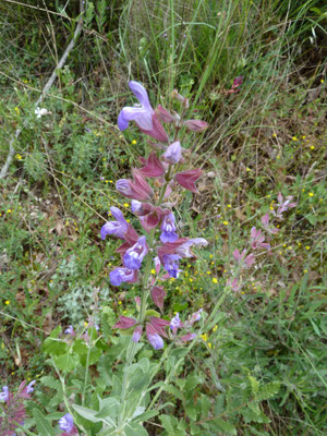 Salvia officinalis - Echte salie