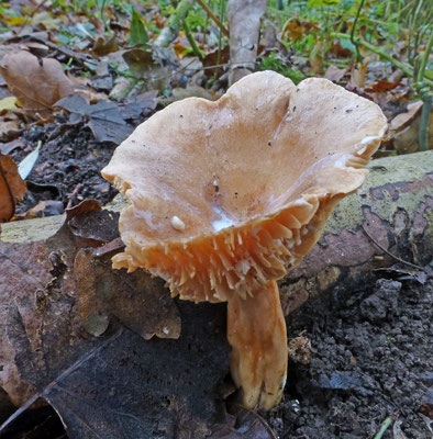 Lactarius pyrogalus - Vuurmelkzwam