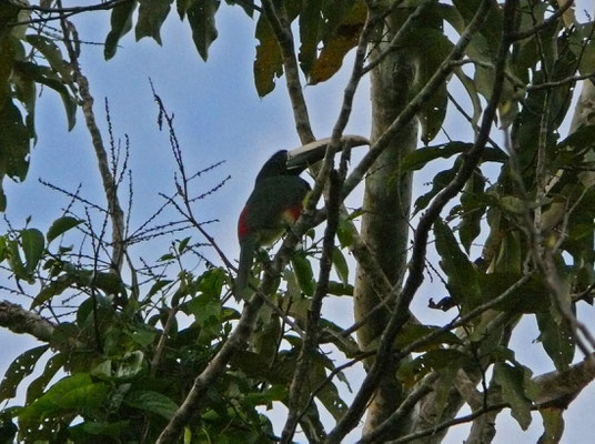 Collared Aracari