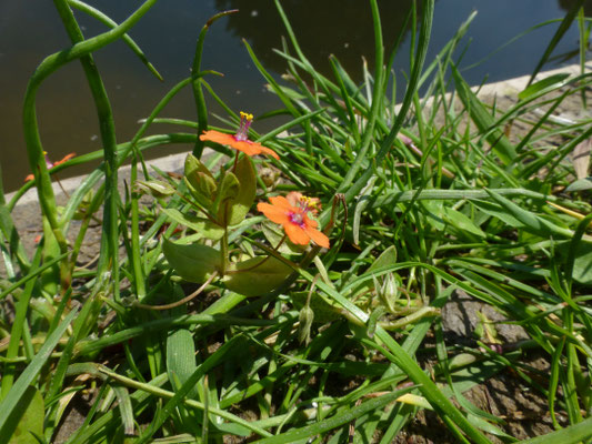 Anagallis arvensis arvensis - Rood guichelheil