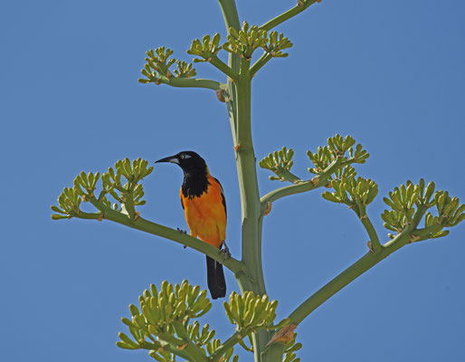 Venezuelan Troupial