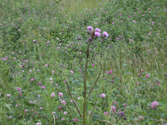 Cirsium arvense - Akkerdistel
