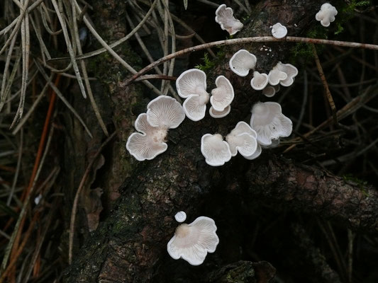 Panellus mitis - Dennenschelpzwam
