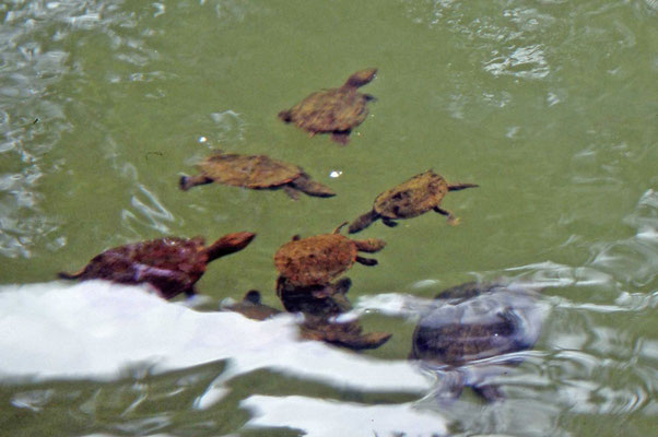 Saw-shelled Turtle