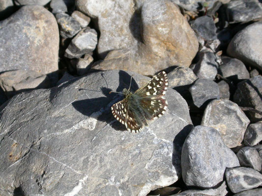 aardbeivlinder (Pyrgus malvae)
