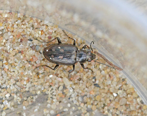 Bembidion argenteolum - Zilveren priemkever