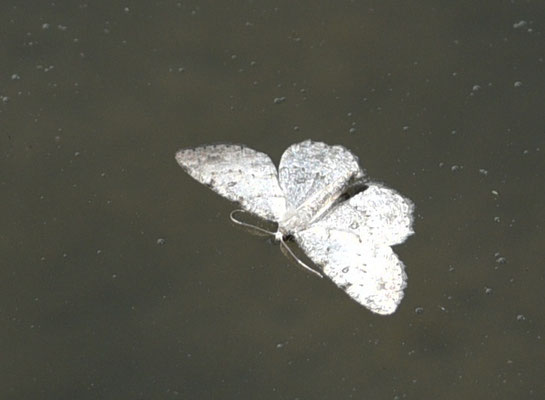 Aethalura punctulata - Berkenspikkelspanner
