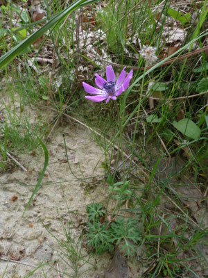 Anemone pavonina - Pauwanemoon