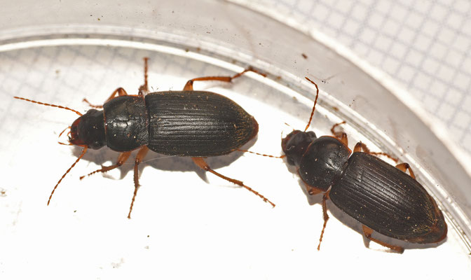 Harpalus griseus - Kleine roodpoothalmkruiper