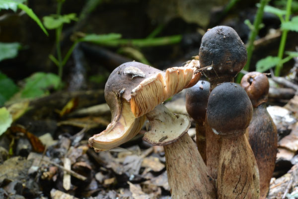 Leucoagaricus americanus - Gebundelde champignonparasol