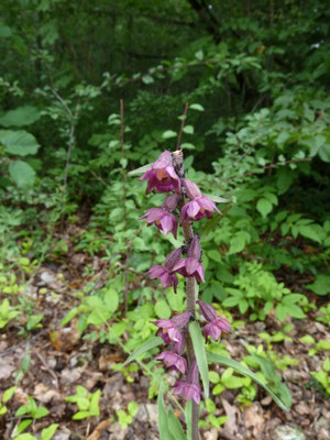 Epipactis atrorubens - Bruinrode wespenorchis
