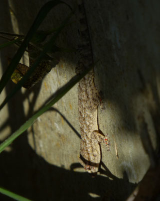 Tarentola mauritanica