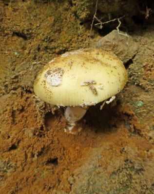 Amanita gemmata