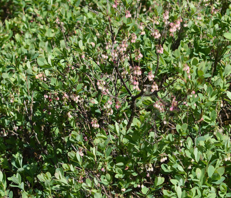 Vaccinium uliginosum - Rijsbes