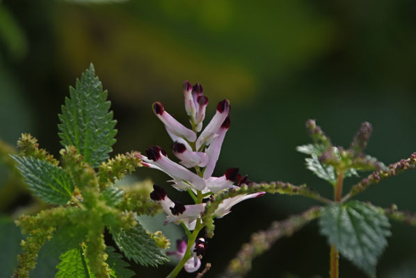 Fumaria muralis - Middelste duivenkervel
