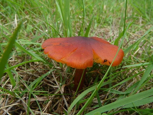 Hygrocybe conica  Zwartwordende wasplaat