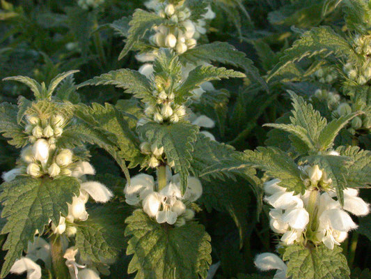 Lamium album - Witte dovenetel