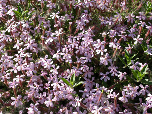 Saponaria ocymoides