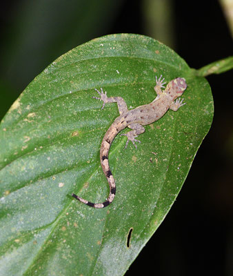 Gonatades humeralis