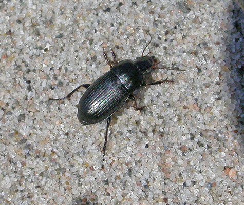 Harpalus anxius