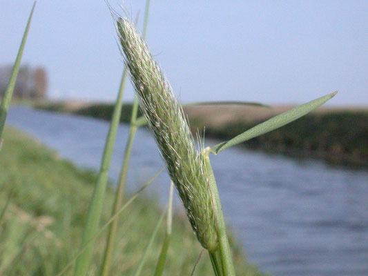 Alopecurus pratensis - Grote vossenstaart