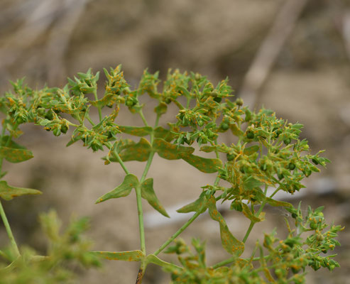 Melampsora euphorbiae - Wolfsmelkroest