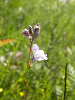 Linaria repens - Gestreepte leeuwenbek