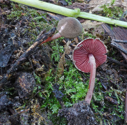 Melanophyllum haematospermum - Verkleurzwammetje