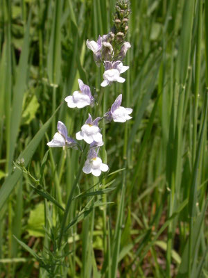 Linaria repens - Gestreepte leeuwenbek