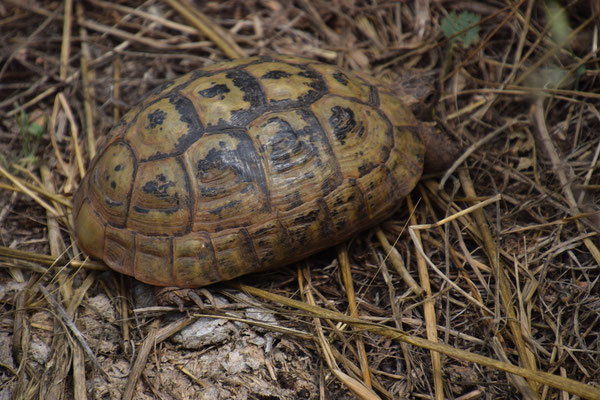 Moorse landschildpad