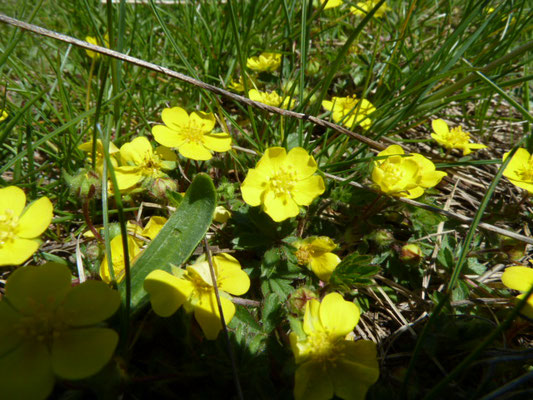 Potentilla aurea