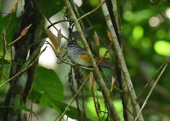 Guianan Warbling-Antbird