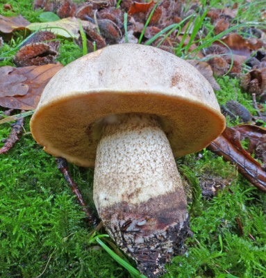 Boletus impolitus
