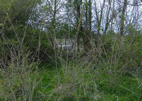 Alpaca aan de rand van de tuin