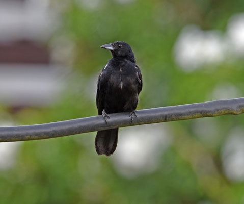 White-lined Tanager, male