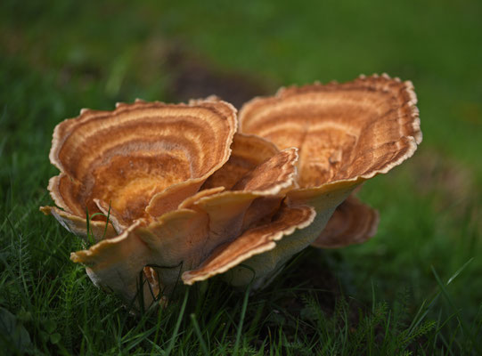 Reuzenzwam