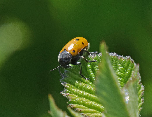 Lachneia sexpunctata